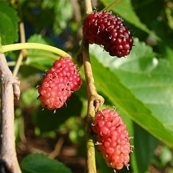 Hledáte v zimě zdroj vitamínů? Již v příštím roce si můžete vysadit na zahradě netradiční ovoce, které je dodá!