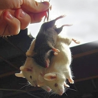 Stěhují se vám na zimu domů myši? Poradíme, jak se jich zbavit!