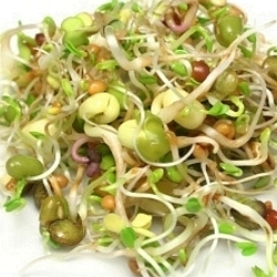 Chcete po Vánocích udělat něco pro své zdraví? Vyzkoušejte obilné klíčky!