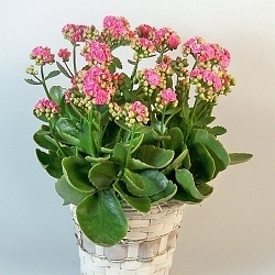 Co na okno v zimních měsících? Kupte si kvetoucí pokojovky!