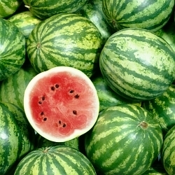 Chcete mít letos vlastní melouny? Návod na pěstování najdete na našem videu!