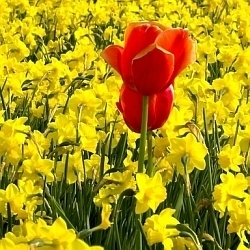 Jarní výsadba cibulovin se blíží! Poradím, jak uspět…