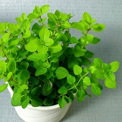 Březnová soutěž o ceny pro pěstování bylinek