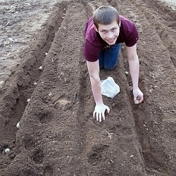 Výsadba brambor a jejich ochrana proti plevelům.