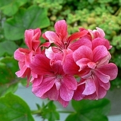 Blíží se doba výsadby muškátů, poradíme jak naložit s rostlinami, které úspěšně přezimovaly…