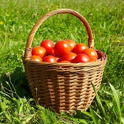 Pankrác, Servác a Bonifác jsou pryč, teď už můžeme v klidu vysazovat rajčata! Základní desatero vám pomůže!