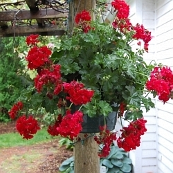 Dokončujete výsadbu muškátů do truhlíků? Poradíme jak uspět!