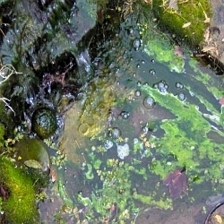 Doporučení, jak držet řasy v jezírku pod kontrolou!