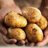 Víte jak správně přihrnovat brambory. Poradíme vám!
