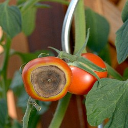 Víte, proč se na rajčatech a paprikách objevují hnilobné skvrny? Není to houba, ale deficit ve výživě!
