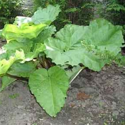 Do konce června je třeba sklidit rebarboru!