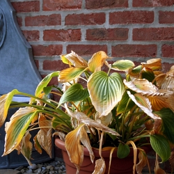 Co dělat na zahrádce v září?