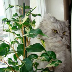 Jak správně pěstovat fíkusy, rostliny pro okna orientovaná na sever…