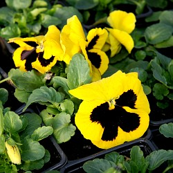 Kvetoucí truhlíky z macešek, první květy na vašem okně!