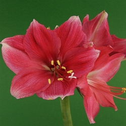 Hledáte první živé květy po Vánocích? Narychlete si Amarylis!