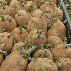 Výsadba brambor se letos opozdila, poradíme, jak vše rychle dohnat…