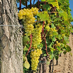 Scala – novinka v ošetření plísně šedé na révě vinné