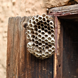 I letos vosy útočí. Poradíme, co na jejich likvidaci!