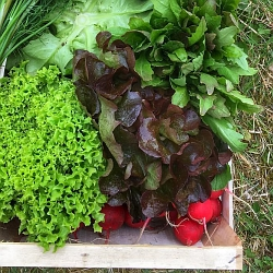 Pojďte s námi pěstovat bio zeleninu, 4. díl