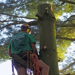 Proč je lepší si na prořezávání a kácení stromů pozvat odborníky?
