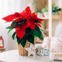 O vánočních zvycích a rostlinách – podcast