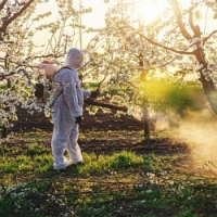 Jarní ochrana meruněk i jiných peckovin a ovocných stromků, podcast