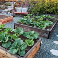 Pěstování zeleniny a balkónovek na vyvýšených záhonech – podcast
