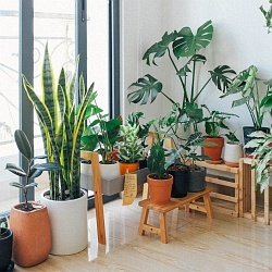 Letnění pokojových rostlin – podcast