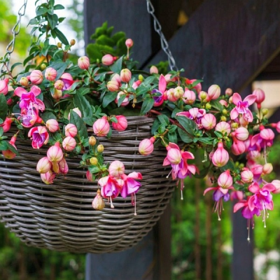 Blíží se čas zimování rostlin z teras a balkónů, připravte správná stanoviště