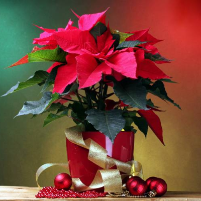 Vánoční tajuplné rostliny – 1. část, podcast