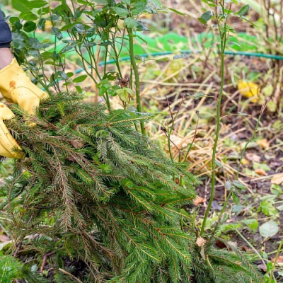 Jarní řez růží – klíč ke zdravým a krásným květům
