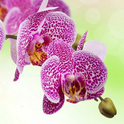 Orchideje, podcast