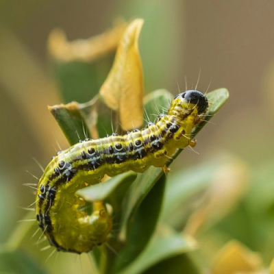 Zavíječ opět útočí na buxusy, poradíme, jak ho zlikvidovat!