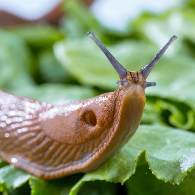 Slimáci opět útočí, poradíme jak na ně!