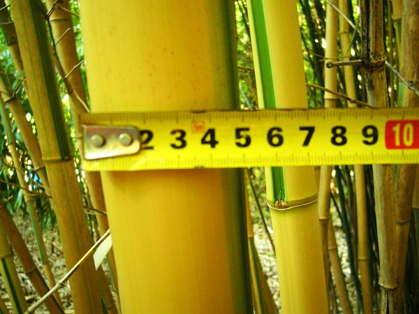 bambus měření