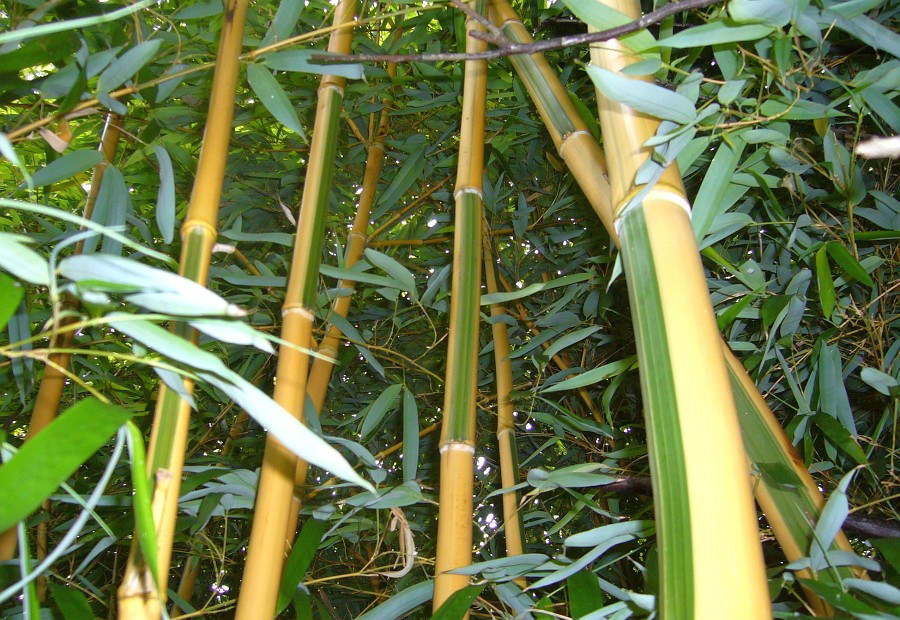 bambus vítěz