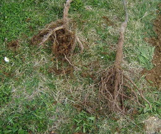Pohled na kořeny vysazovaných stromků