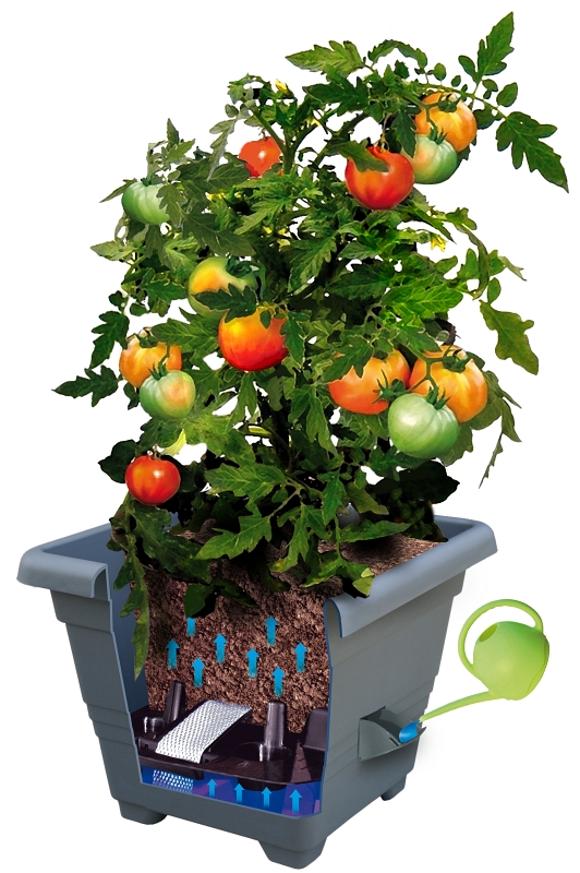 Samozavlažovací truhlíky se hodí i na pěstování rajča na balkoně