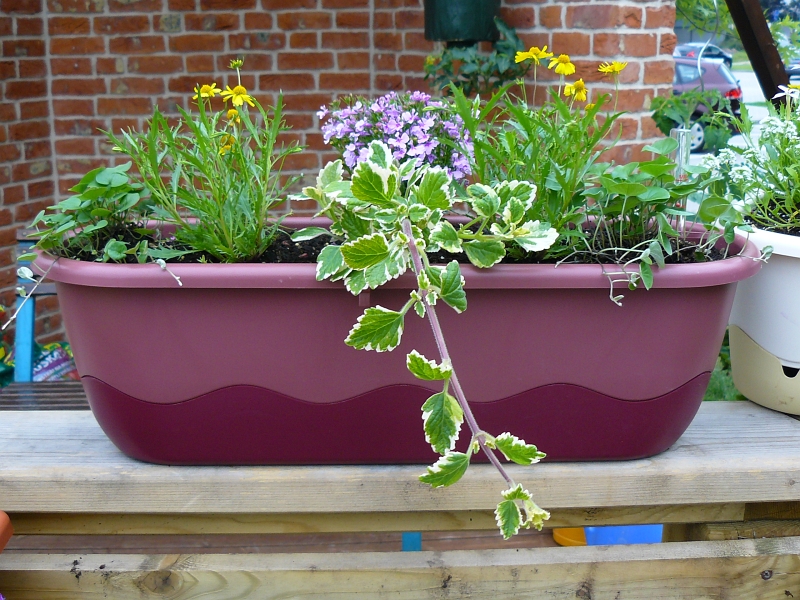 V samozavlažovacím truhlíku balkonové rostliny suchem rozhodně netrpí!