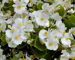 Begonia Semperflorens (sv.růžová, tm. růžová, bílá, červená)