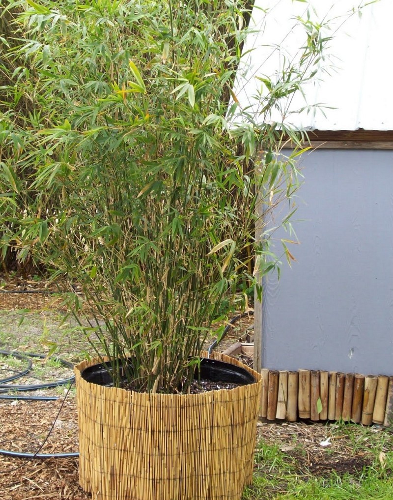 bambus_kontejner_6