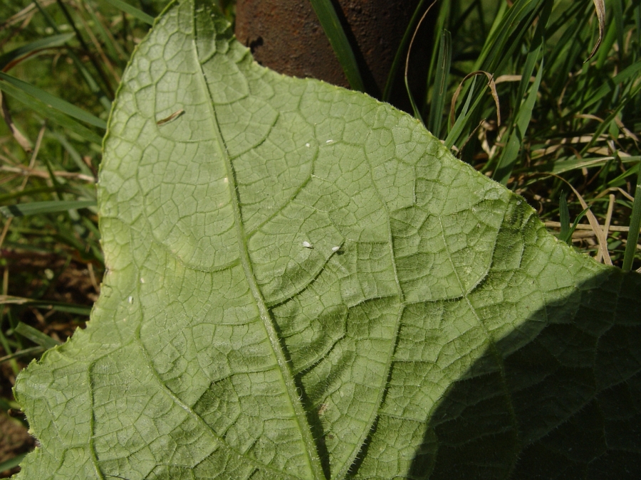 molice skleníková na listech okurek