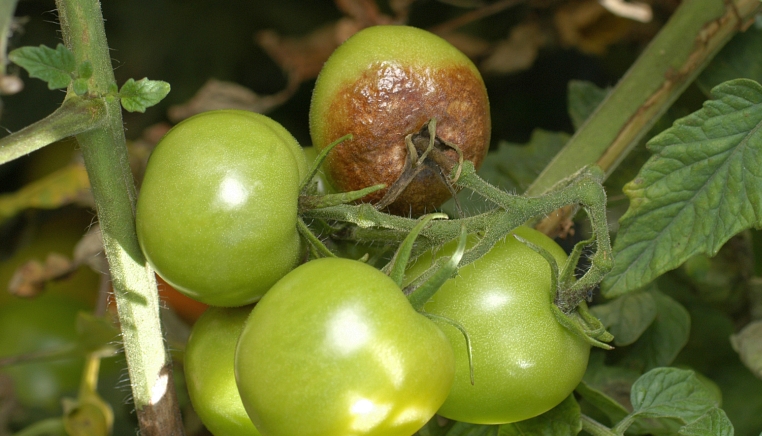 plisen bramborova na plodech rajčat