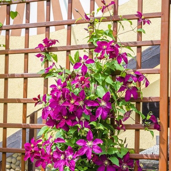 Jak Pestovat Clematis (bohaté kvetení, bohaté květy, hnilobě kořenů, zdravý růst) Jak Pestovat Clematis